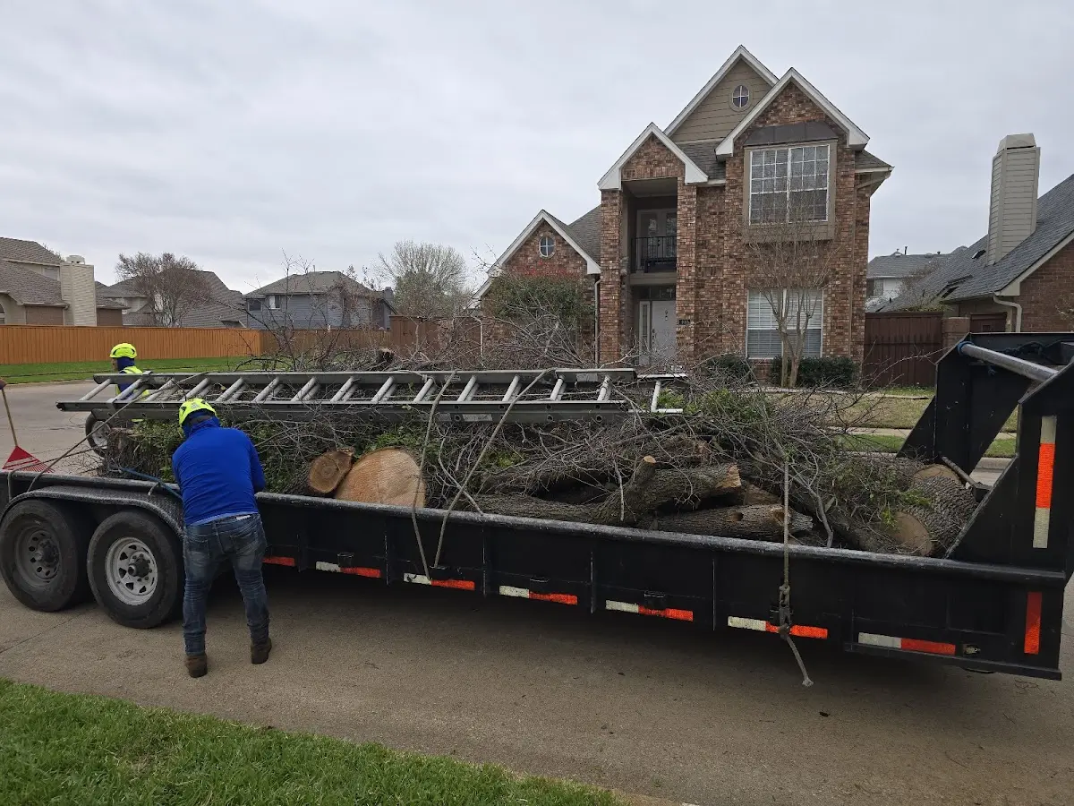 Expert Crown Reduction with proper safety equipment in Camden